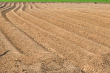 V Pomurju, kjer je v teku spomladanska setev, suša že kaže zobe