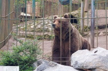 Tierschützer wollen Bären aus Slowenien nach Österreich holen 