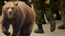 Smeđi medvjed napao američku vojsku: 'Probudio se iz zimskog sna. Branili su se sprejevima...'