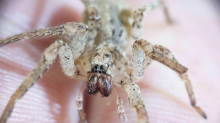 Beißende Einwanderin: Die Nosferatu-Spinne erreicht den Norden Deutschlands