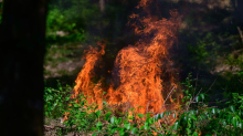 Verdacht auf Brandstiftung: Waldboden in Brand – mögliche Ursache Pyrotechnik?