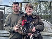 Outrage as council bans cockerels from allotments after 'noise complaints' about their loud crowing