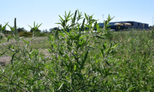 Japanski znanstvenici: 'Čaj maca možda pomaže kod peludne groznice'