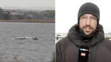 Rettungsaktion für Wal: Reporter an der Ostsee: 