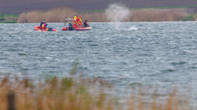 Buckelwal in der Ostsee: Buckelwal scheint an einer Stelle zu verharren