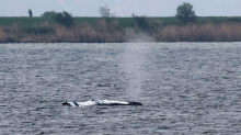 Tiere: Vor Poel gestrandeter Wal schwimmt