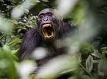 A mysterious decade-long war rages deep in the Ugandan rainforest. But this battle is not about religion or oil. It is between chimps, not men. Now alarmed scientists fear it contains a chilling prophecy for humankind