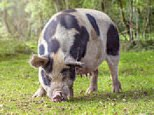 Sausages could be off the menu! Number of Gloucestershire Old Spot pigs has PLUMMETED in Britain, experts warn