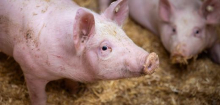 Tierhaltungslogo soll auch in Restaurants kommen