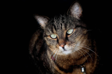 Abzocke! Betrüger boten Ticket für Schlossbesuch samt Katze, die tot ist