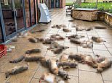 Man dumped bodies of 50 hares outside village shop in 'horror movie scene', court hears