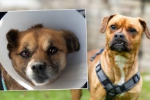 Nach Hundeabnahme : Entscheidung über Zukunft von Schurli und Henriette ist gefallen