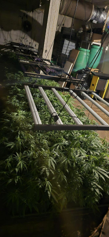 Pri 46-letniku našli več kot 800 rastlin konoplje in 20 kilogramov mamil