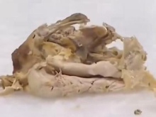 Bizarno dogajanje na NHL-tekmi v Kanadi