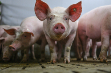 Schweine in Mureck verendet: Landwirt und Mutter wegen Tierquälerei angezeigt