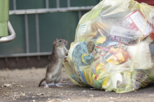 Verschmutzte Müllinsel bei Friedhof lockt Ratten an: Stadt reagiert