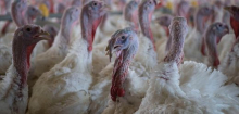 Tierschutz: Bundesverwaltungsgericht entscheidet für bessere Haltungsbedingungen im Putenstall