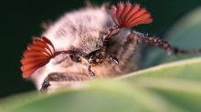 Naturphänomen: Massenflug von Millionen Maikäfern - was das für Folgen hat