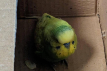 Kärnten: Autobahnpolizei befreit Wellensittich: In Box gepfercht