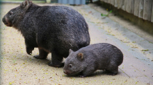 Tiere: Wombat-Nachwuchs in Halle - Zoo feiert seltene Geburt