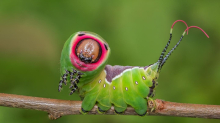 Naturquiz: Welcher Falter entwickelt sich aus dieser Raupe?
