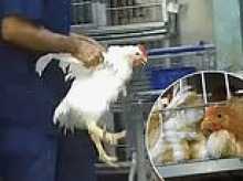 Hidden cameras at NYC's live animal markets expose filthy conditions, disease risks, and brutal treatment of chickens, ducks, rabbits and sheep