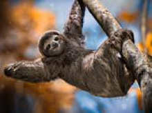 Outrage as 31 sloths die in agony at Orlando's new 'Sloth World' attraction before it even opens its doors