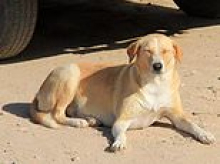 Bloodbath on the streets as millions of dogs are 'massacred' by firing squad ahead of the World Cup