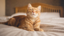 Lieber getrennt schlafen: Katze im Bett? Es gibt mehrere Argumente dagegen
