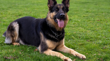 Tiere: Hund beißt zwei Postboten