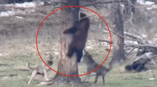Guide filmt Raubtier-Begegnung: Schwarzbär wird von wilden Wölfen attackiert – und rettet sich auf Baum