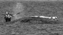 Wal in der Ostsee: Timmy, Tilli und die Wal-Freiheit
