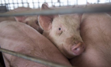 Podravka Agri: Svinjska farma u Belju nastavlja s radom, deratizacija završena