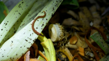 Urteil aus Hessen: Gartenbesitzerin muss Tonne für Bioabfälle benutzen