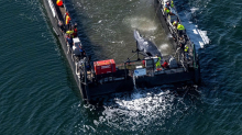 Wal-Newsblog: Boote bringen Barge mit Wal an Bord aus der Bucht