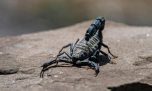 Zvuči nevjerojatno, ali istinito: škorpioni su doslovno metalni