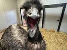Bizarre cause of death for Missouri emu called Adam who died during ferocious storm