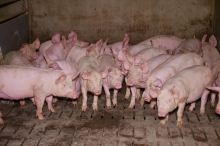 VGT kritisiert Schweinemastbetrieb: „Es gibt eine einfache Lösung: viel weniger Fleisch essen!“