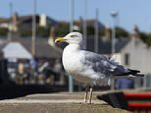 He's going to clean up this seaside town! Gull Ranger is hired to end 'conflict' between humans and birds