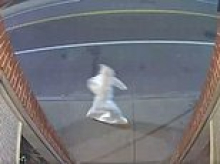 Small New England town shellshocked in the middle of the night as residents reveal what they saw lurking through their streets