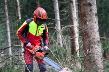 Forstarbeiter (26) in Kärnten von Baumstamm überrollt 
