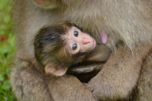 Das erste Baby am Affenberg ist da: Jetzt wird ein Name gesucht