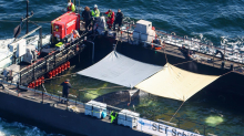Wal-Newsblog: Hohe Wellen erwartet: Wal-Boot noch lange nicht am Ziel