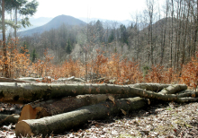 Med sečnjo se je smrtno ponesrečil 29-letni moški