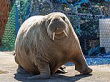 Splash hit! Magnus the Walrus' tour of Scotland continues...as he joins Gordonstoun pupils' sailing lesson