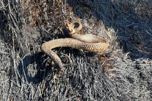 Milliarden Tiere fielen dem Waldbrand im Lesachtal zum Opfer