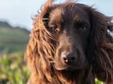 'Welcome to the family, Otto!': Kate and Prince William introduce fans to their Cocker Spaniel with a new photo taken by the Princess as he turns one today