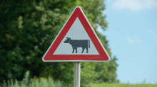 Tiere: Kuh-Drama im Landkreis Bautzen - ein Tier gerettet, eins tot