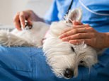 The Great Pet Insurance Rip-Off: Cancelled cover, slippery excuses, animals in agony and owners facing a terrible choice. But there ARE ways to make sure you get your payout, says expert BEVERLEY CUDDY