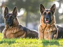 The city financier and his wife at war with wealthy neighbours over their two barking German Shepherds: Grumpy couple are still suing next door for £25,000... even after they rehomed the noisy guard dogs